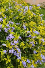 Duranta Gold / Duranta 'Sheena's Gold'