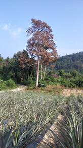 Agricultural Land in Kuala Krai, KTN