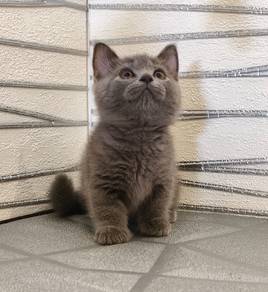 male bsh munchkin