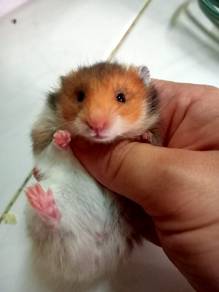 hamster syrian 