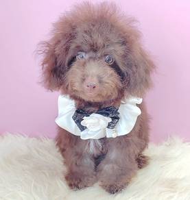 Poodle Toy
