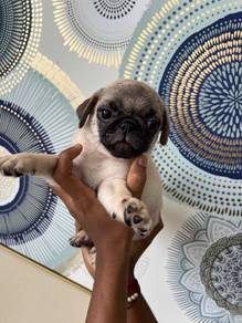 pug.