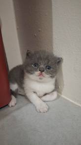 BSH Kitten