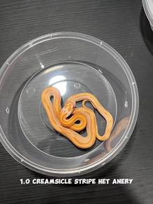 corn snake (creamsicle stripe morph)
