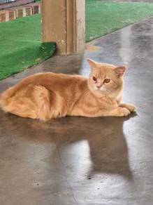 cat
