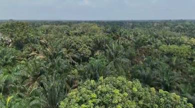 Agricultural Land in Pekan Nanas, JHR