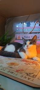 Kucing British Short Hair