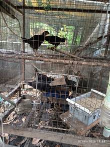 LETGO SEGERA. Anak Ayam Kampung All Black