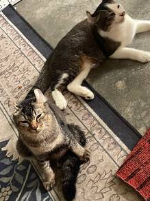 american curl