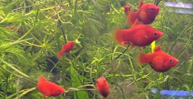 Blood Red Platy Pet fish for Sale 