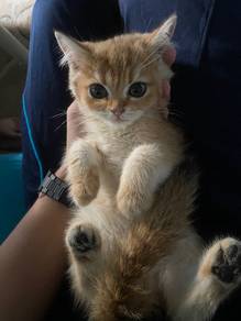 BSH GOLDEN (sepasang)