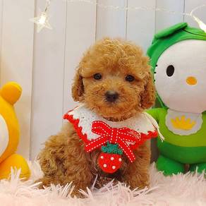 Toy Poodle
