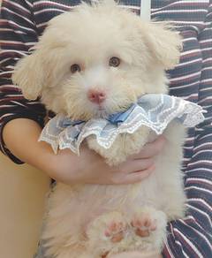 Maltipoo