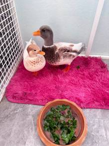 Pastel Call Duck Dwarf