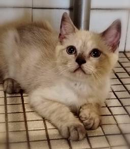 British Shorthair kitten