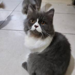Cat British long Hair