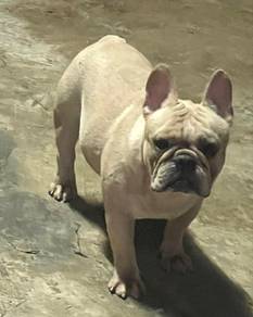 French Bulldog