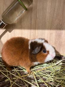 Teddy Guinea Pig available for sale