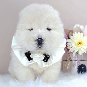 Chow Chow