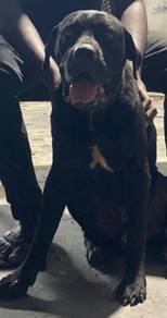 cane Corso for stud or mating