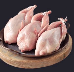 Daging Merpati Muda Siap Proses 