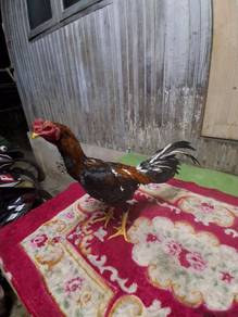 for sale  ayam