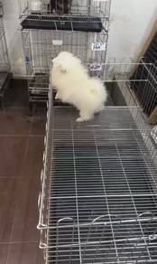 Pure Breed Pomeranian 4 months old (Female) 纯种博美