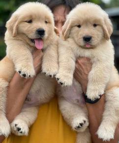 Golden Retriever @7