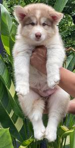 SIBERIAN HUSKY PUPPIES VIP28🌻 Male-Female