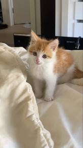 Tabby Kitten