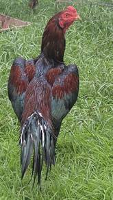 ayam jantan