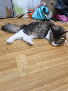 Cat She is 3 years old