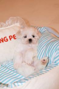 J0719 Maltipoo Cute Small Fluffy Companion Puppy