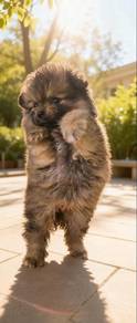 Tiny Pomeranian 