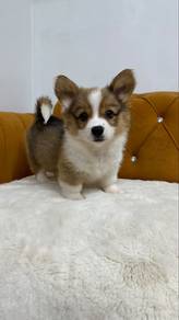 High-quality long-haired Corgi