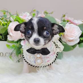 Chihuahua
