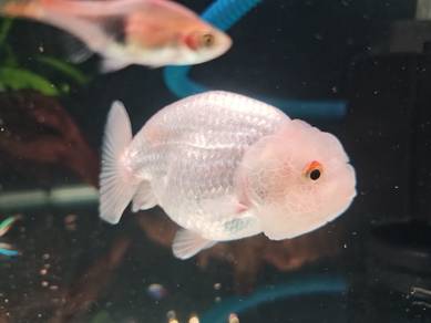 Ranchu Goldfish