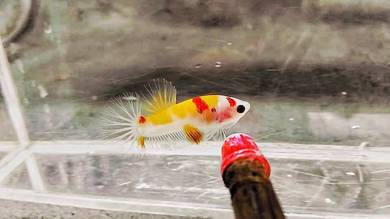 Ikan Laga Betta Cantik
