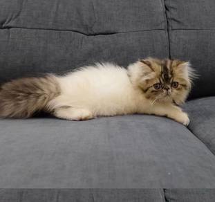 Persian X Flatface