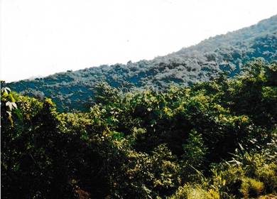 Agricultural Land in Kota Kinabalu, SBH