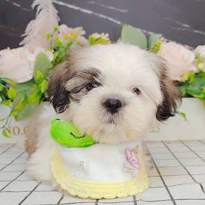 Shih Tzu
