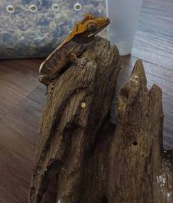 Crested Gecko