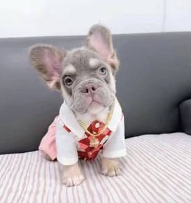 FRENCH BULLDOG PUPPIES 🌻VIP170 Long Fur / Girl