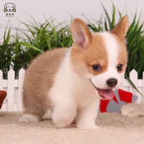 Corgi