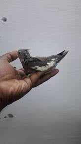 Burung cockateil