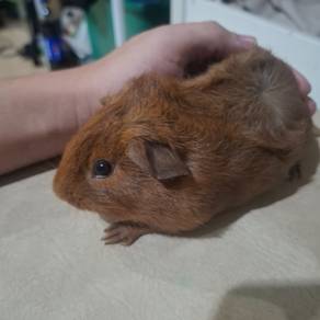 Guinea pig