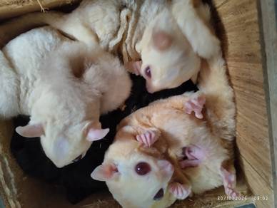 Sugar glider Creamino induk sepasang