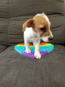 Jack Russell Sharp color 