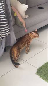F3 Class Male Purebred Bengal Stud