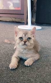 kitten scottish straight